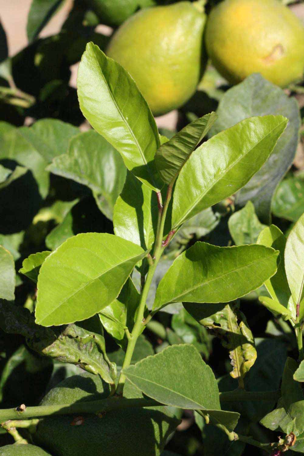              Sun leaves (Riverside, CA)       
